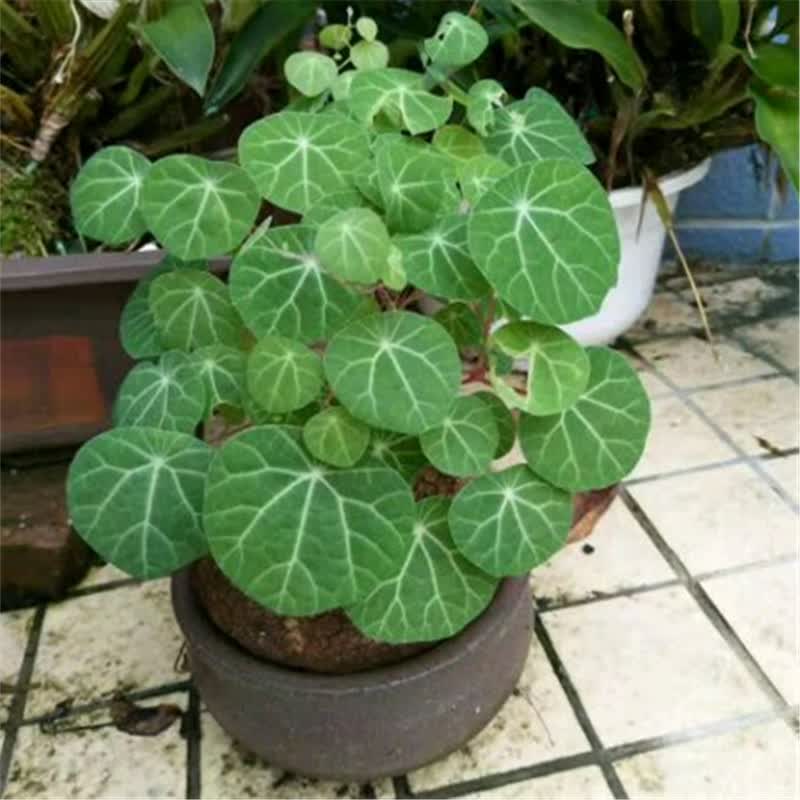 百芳缘招财龟山乌龟防辐射吊兰净化空气盆景爬藤绿植旱荷花 奇特植物
