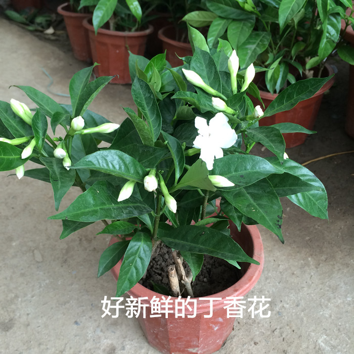 丁香花 盆栽 狗牙丁香花苗 丁香花树苗 室内种植 庭院种植都可以 中盆