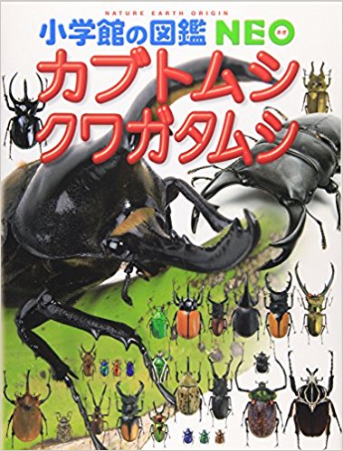 カブトムシ?クワガタムシ