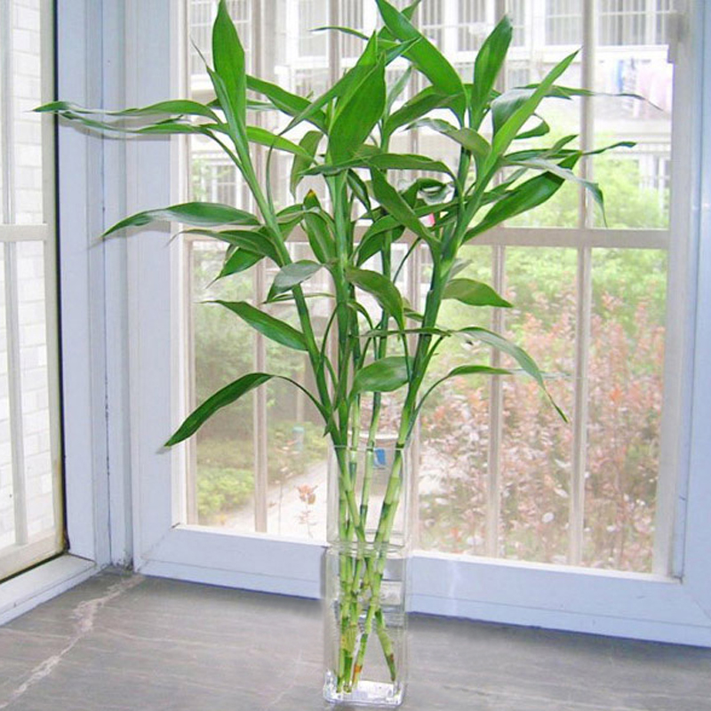 孙凯水培竹子富贵竹观音开转运节节高室内鲜花卉绿植物盆栽 富贵竹-6