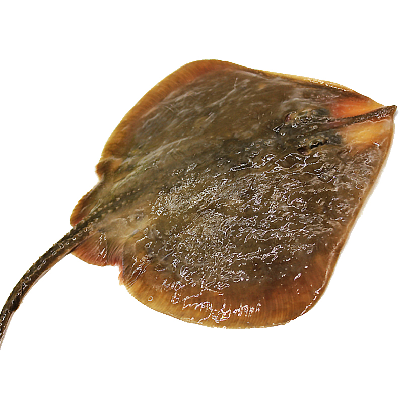 三座海 烟台新鲜海捕鱼 老板鱼 大洋鱼 鳐鱼 1kg/条 鲜活海鱼 海鲜