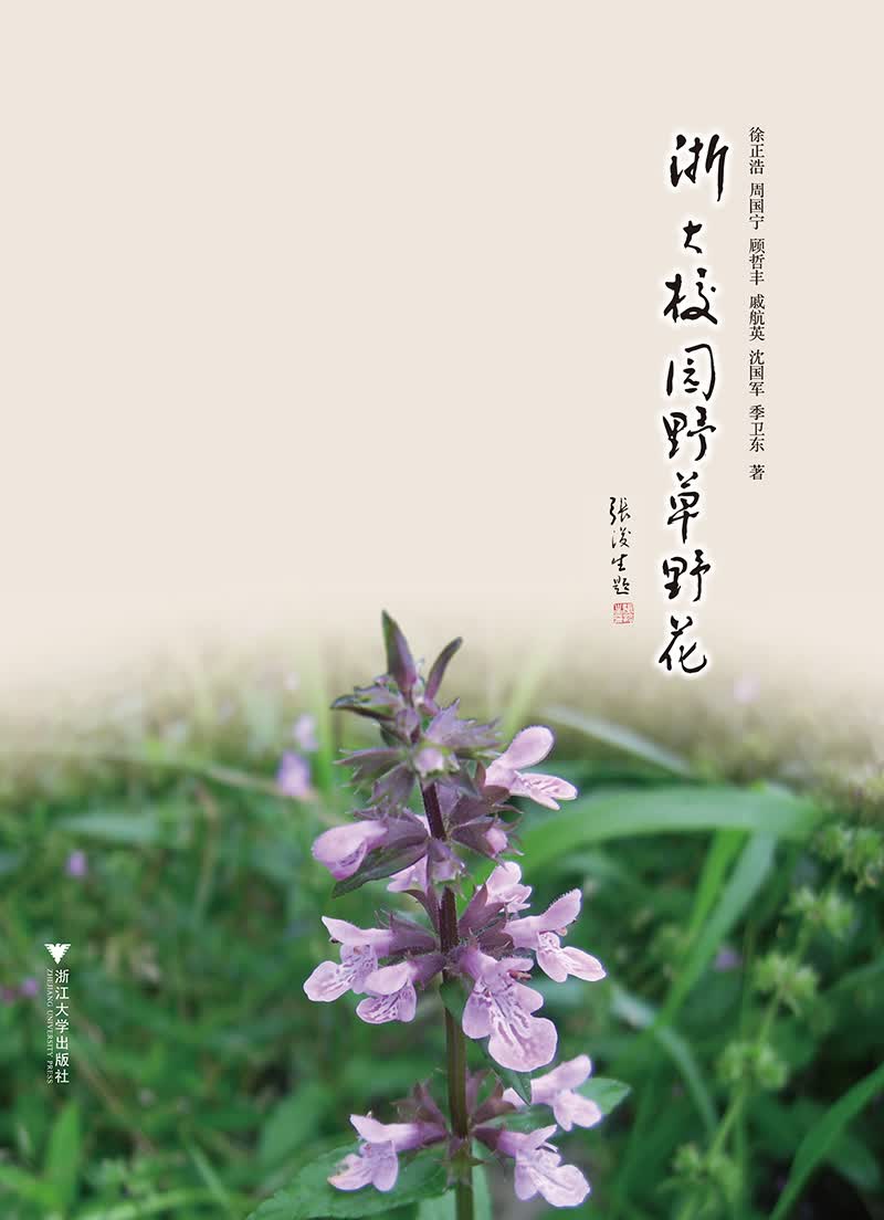 浙大校园野草野花 浙江大学校园植物