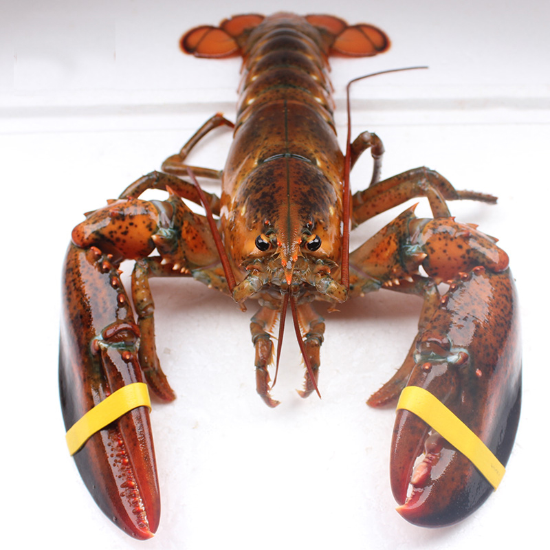三座海龙虾 波士顿大龙虾鲜活大虾 波龙波斯顿大龙虾进口 海鲜礼盒