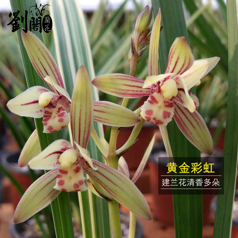 矮种金荷夏带浓香花苞出售室内外桌面绿植花卉盆栽 黄金彩虹,4苗连体