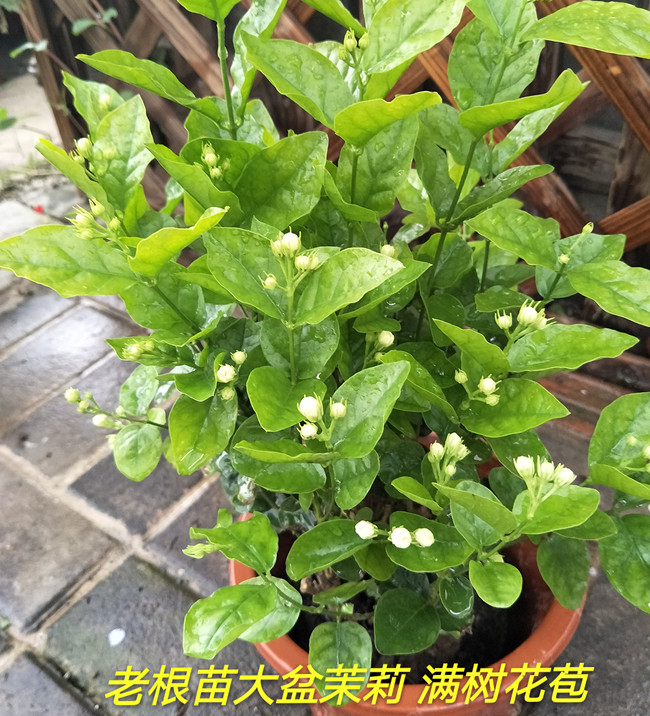 盆栽 狗牙丁香花苗 丁香花树苗 室内种植 庭院种植都可以 老根茉莉