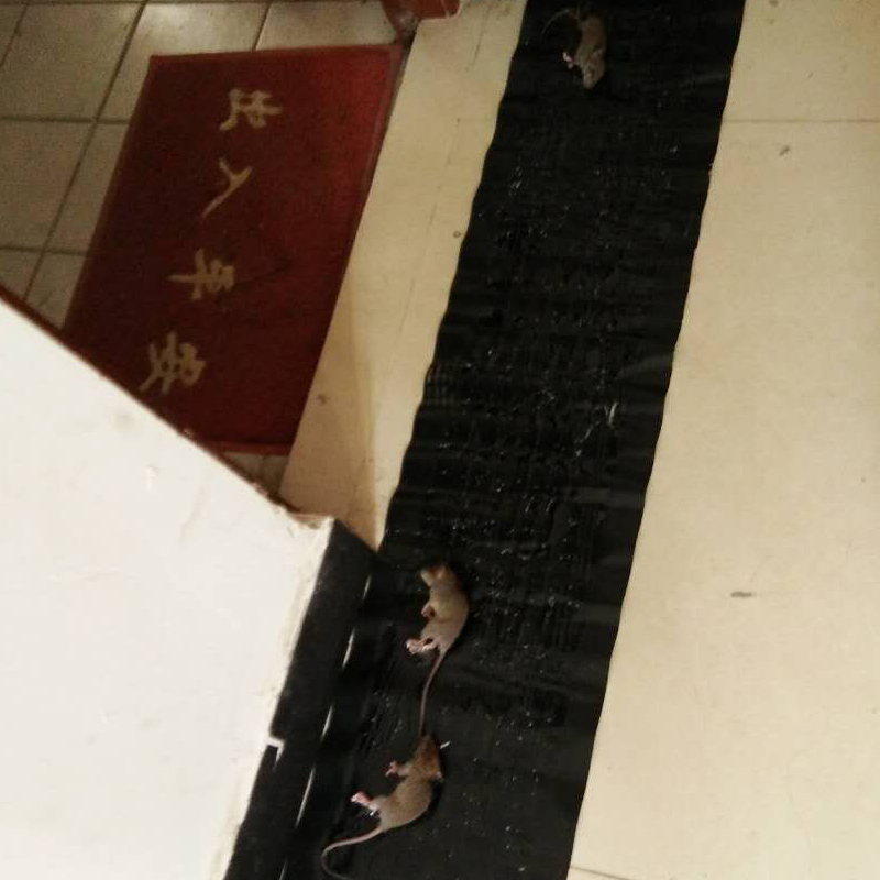 皇猫老鼠贴强力粘鼠板捕鼠灭鼠魔毯抓老鼠夹药捕鼠器粘鼠胶家用 3张装 粘鼠毯
