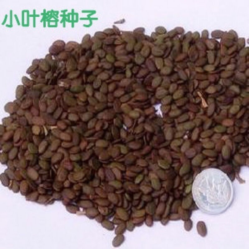 帅轩榕树种子小叶榕种子大叶榕种子高山榕大青树 大叶榕种子 小叶榕