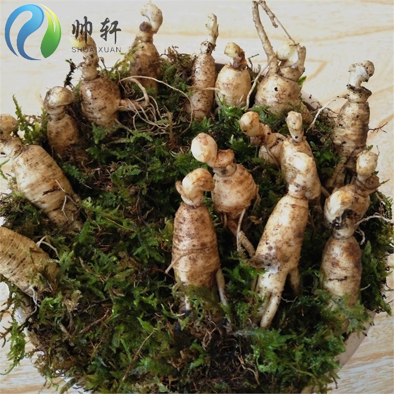 长白山小人参苗山参苗林下参盆栽新鲜野山参苗泡酒/ 2年苗