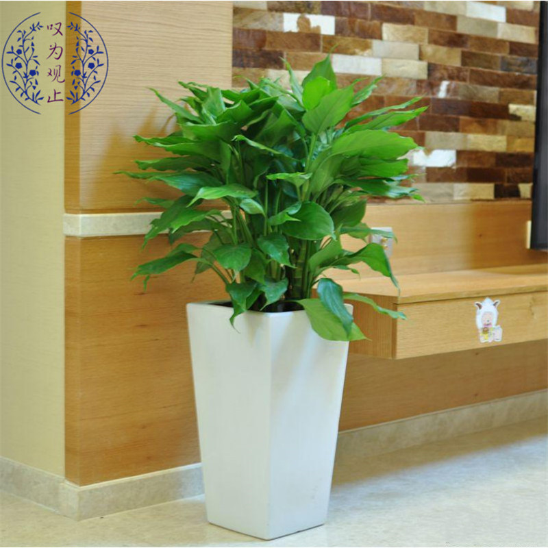 大型盆栽金钱树发财树琴叶榕富贵竹龟背竹办公室内阳台绿萝万年青清香木鸭脚木白兰大型植物富贵竹笼不含盆 虎窝购