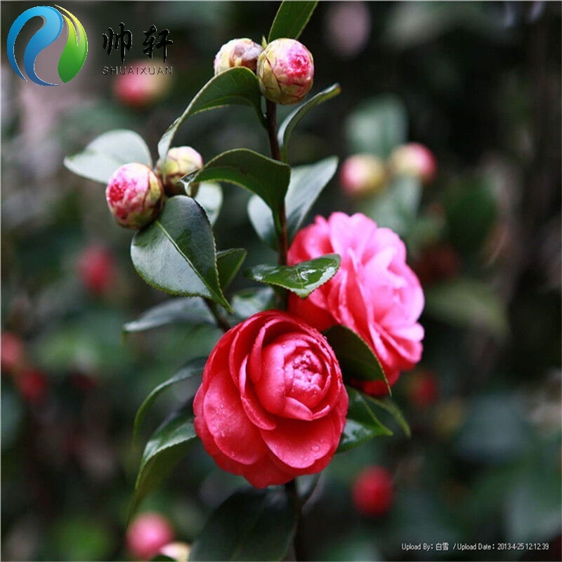 茶花凤仙种子家庭阳台易栽种花卉种子观花植物种子 红色 30粒