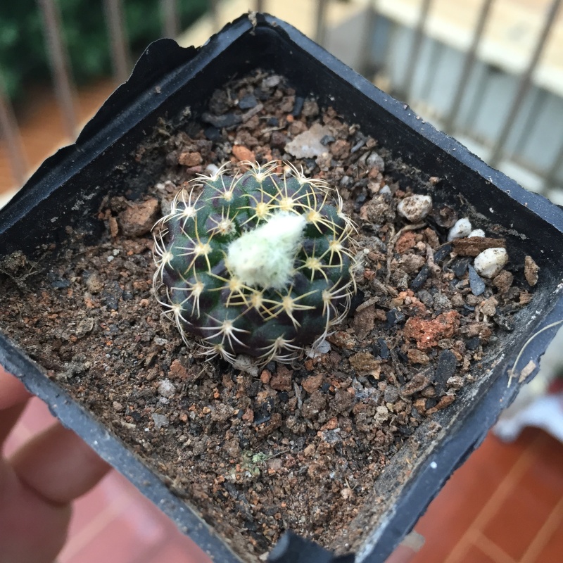 多肉植物仙人球 仙人掌 草球实生开花绿植盆栽 乳白色 紫云丸1.