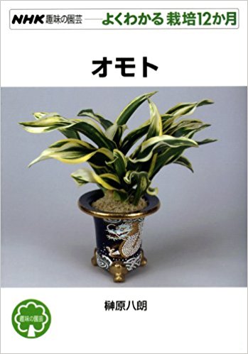 オモト