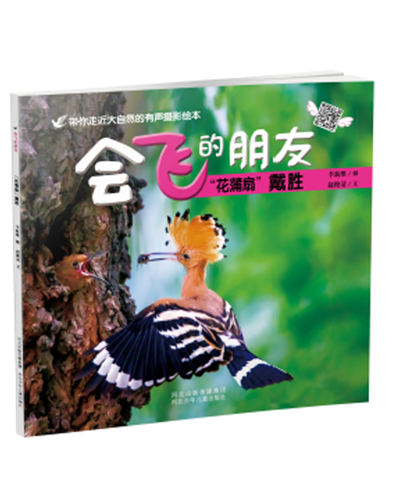 会飞的朋友：“花蒲扇”戴胜 