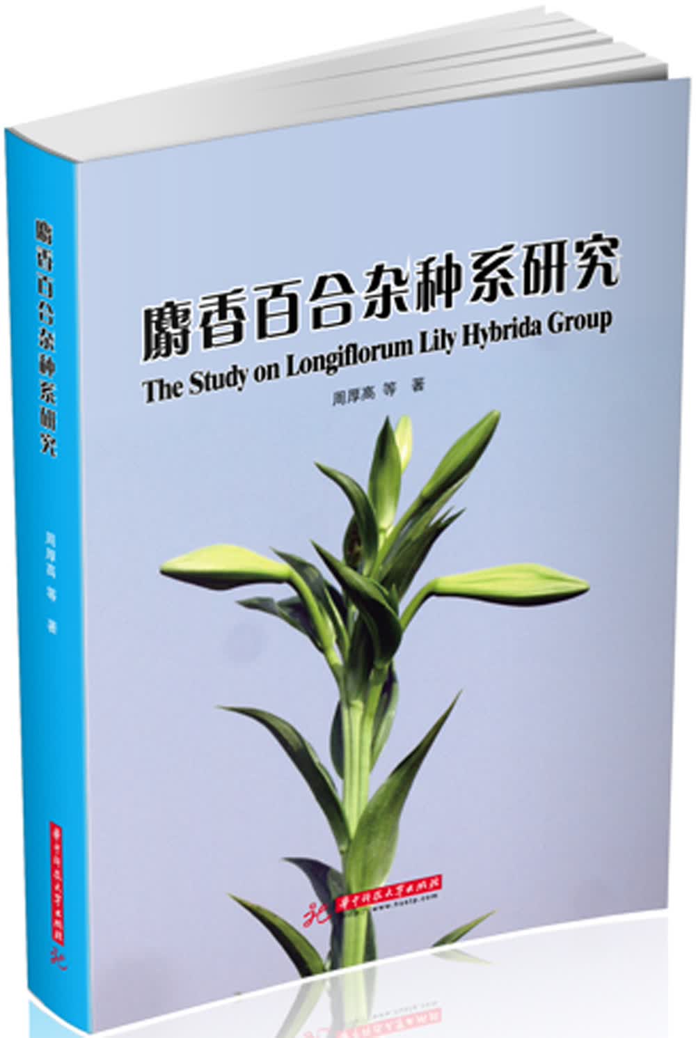 麝香百合杂种系研究