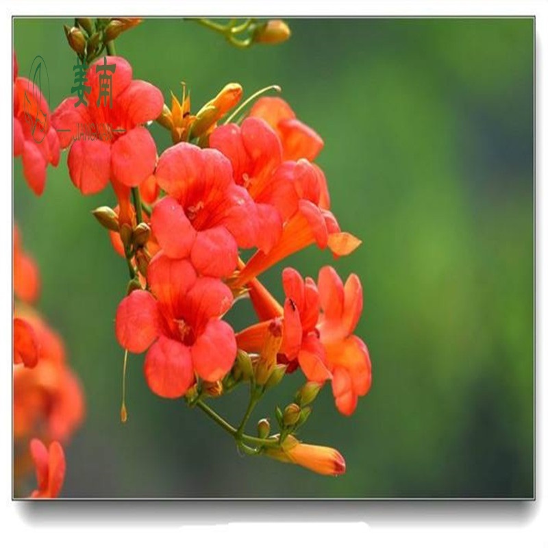 凌霄花苗大花爬墙爬藤植物中国凌霄花苗美国凌霄花苗树苗别墅绿化