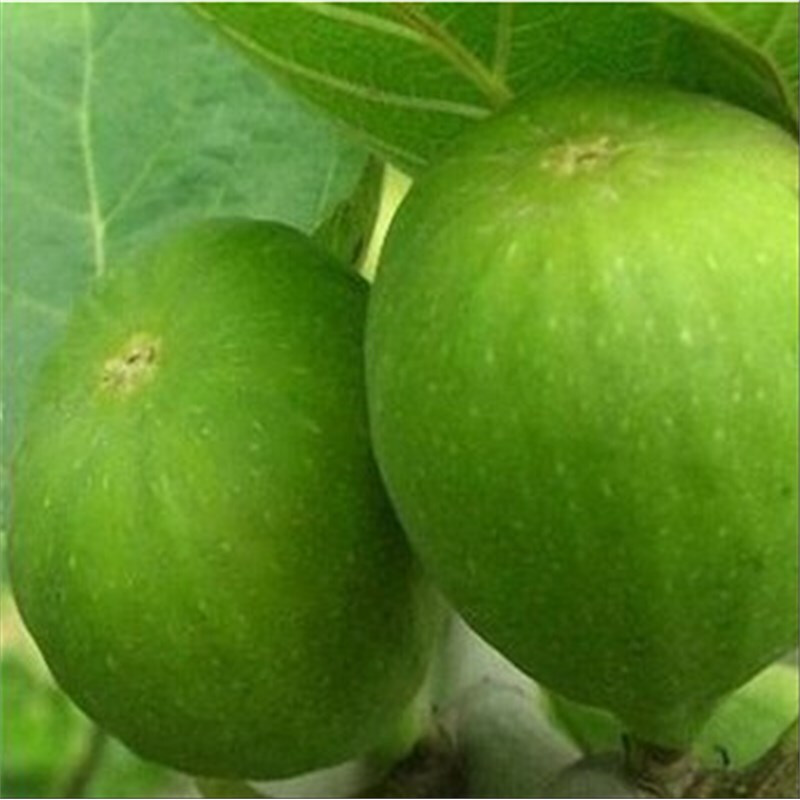 果苗 盆栽果树/庭院 南方北方种植盆栽当年结果 无花果苗品种 青皮果