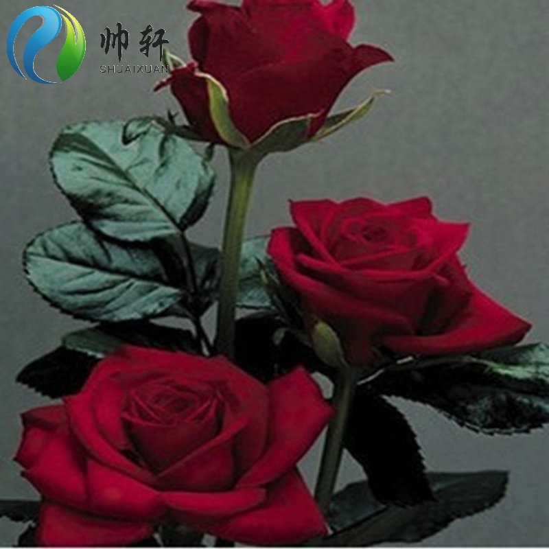 帅轩 玫瑰花种子四季易播 阳台室内盆栽花卉 鲜花种子 柯罗拉 10粒