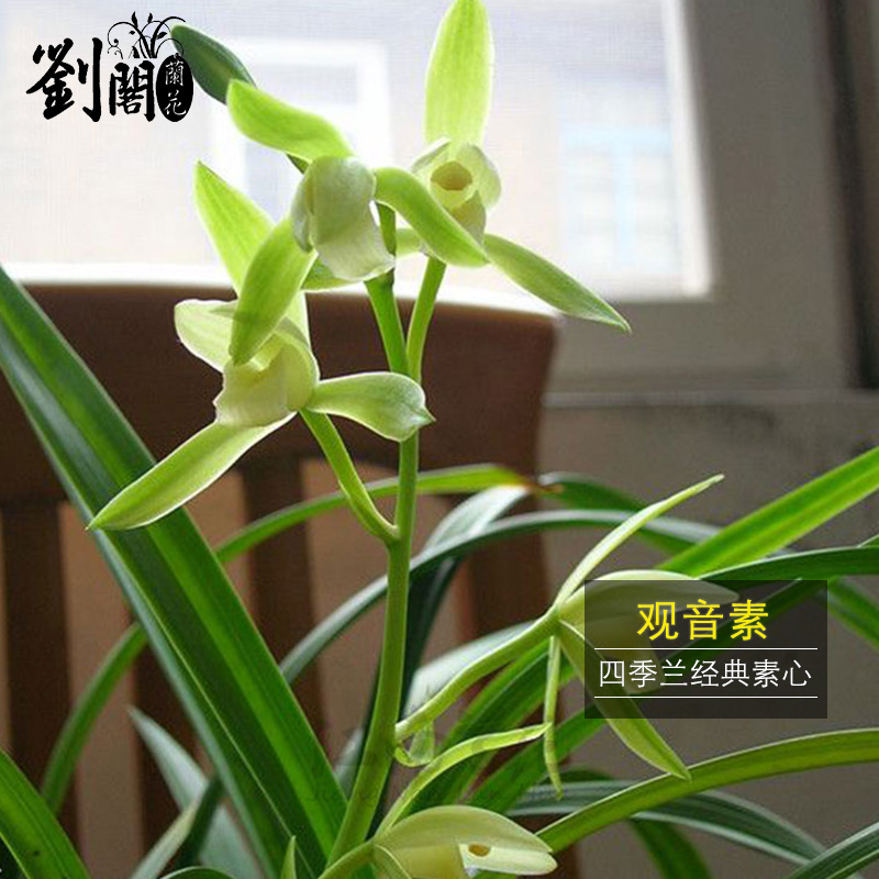 此项观音素,一颗4苗连体