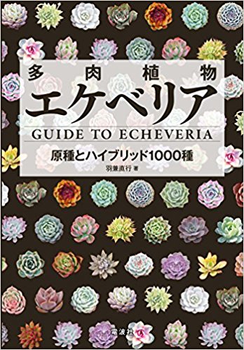 多肉植物 エケベリア