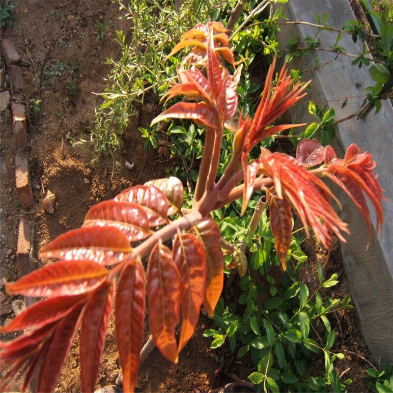 花中酷种子椿芽种子香椿种子椿菜椿芽种子 香椿种子 半斤