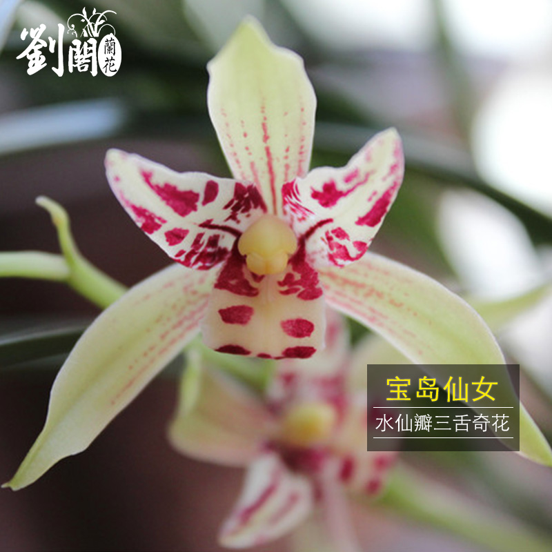 季兰花苗矮种金荷现带浓香花苞出售室内外桌面绿植花卉盆栽 宝岛仙女