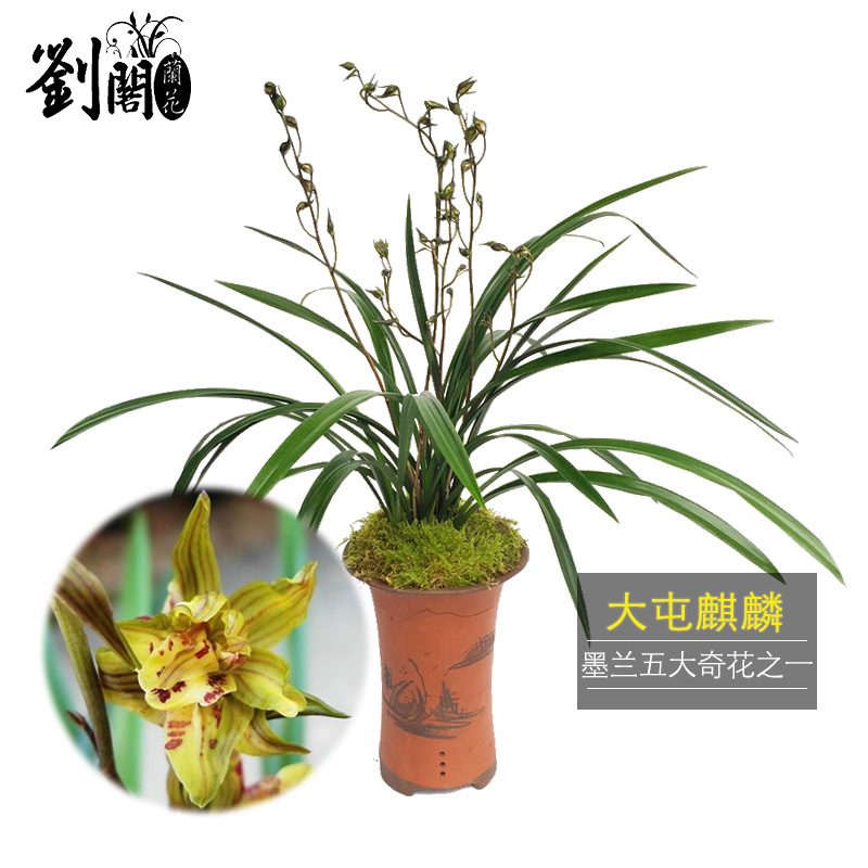 劉閣蘭花精品兰花苗报岁兰花墨兰 大屯麒麟 现带浓香奇花苞发货好养