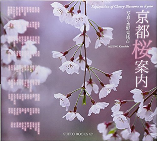 京都桜案内