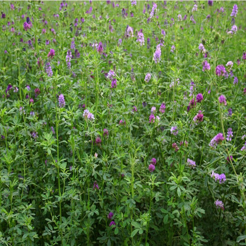 一播大地 紫花苜蓿种子苜蓿草牧草种子南方北方多年生耐寒牛羊兔牧草