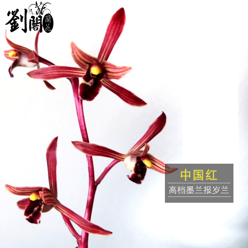 兰花苗矮种金荷夏带浓香花苞出售室内外桌面绿植花卉盆栽 此项中国红