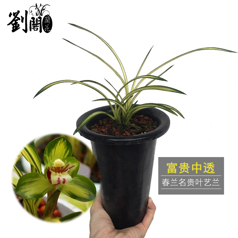 刘阁兰花 高档春兰名品带芽发货 富贵中透 春带浓香花苞出售精品好养
