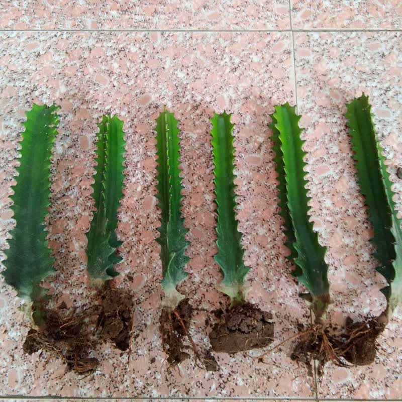 素蜜青龙骨盆栽花卉 室内植物盆景绿植盆栽 龙骨麒麟掌量天尺仙人多