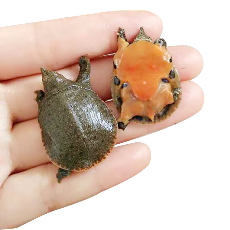 易萌 小甲鱼苗王八苗活体乌龟中华鳖苗外塘大型鱼活体饲料 4-6克10只