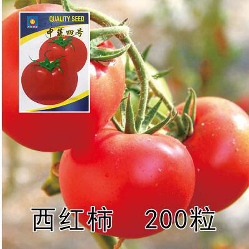 季播家庭阳台盆栽庭院易种植香葱鸡毛菜上海青萝卜 西红柿(原装300粒)