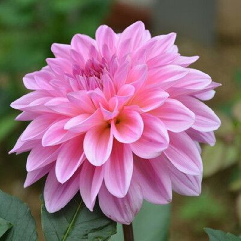 荷兰进口大丽花种球盆栽植物球花卉天竺牡丹大丽花种球家庭阳台种植观