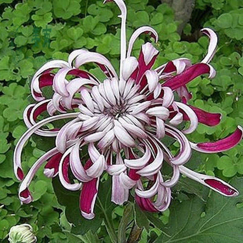 瑞天园艺 菊花苗菊花大苗四季花卉盆栽植物菊花保证颜色当年开花 青水