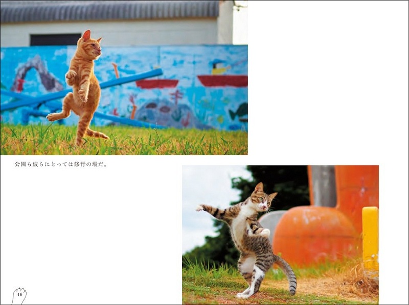 猫猫拳萌猫影集 日文原版 日文版 のら猫拳 アクセント 摄影集 kindle格式下载