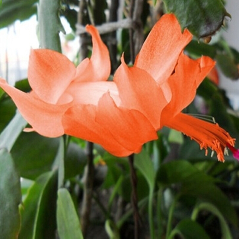 盆栽蟹爪兰花苗 多肉植物 蟹爪兰带根发货办公桌阳台植物 橙色