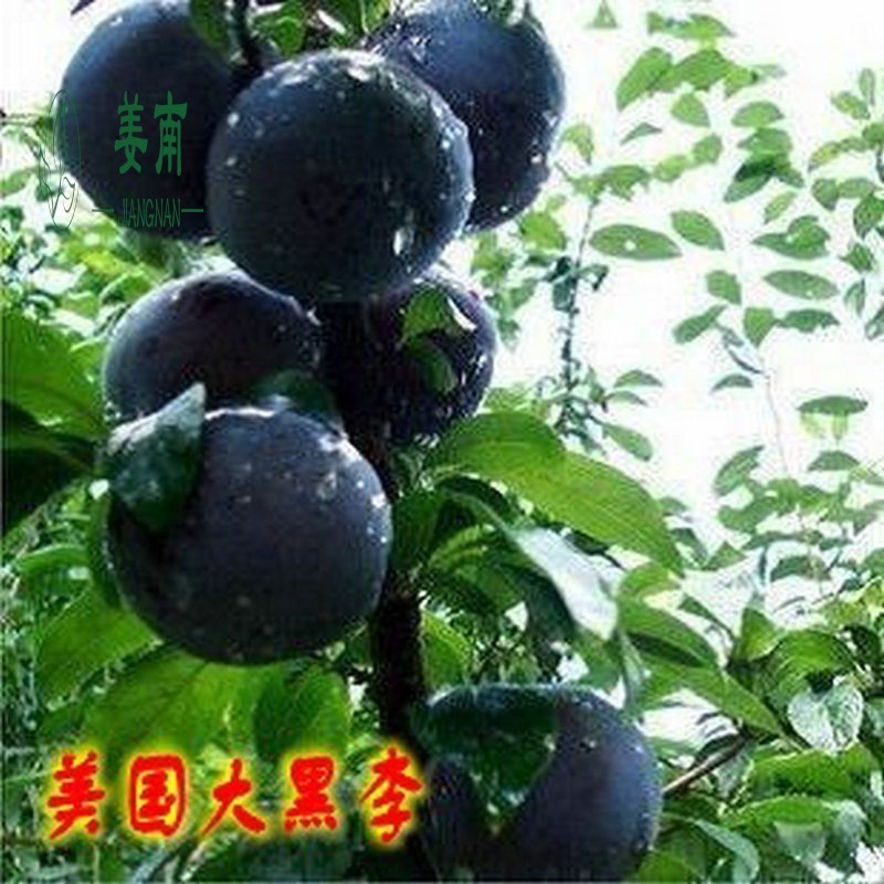 姜南李子树苗 果树苗 李子苗 南北方种植 庭院盆栽地栽李子树苗 当年