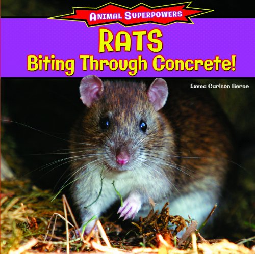 【预订】rats: biting through concrete!