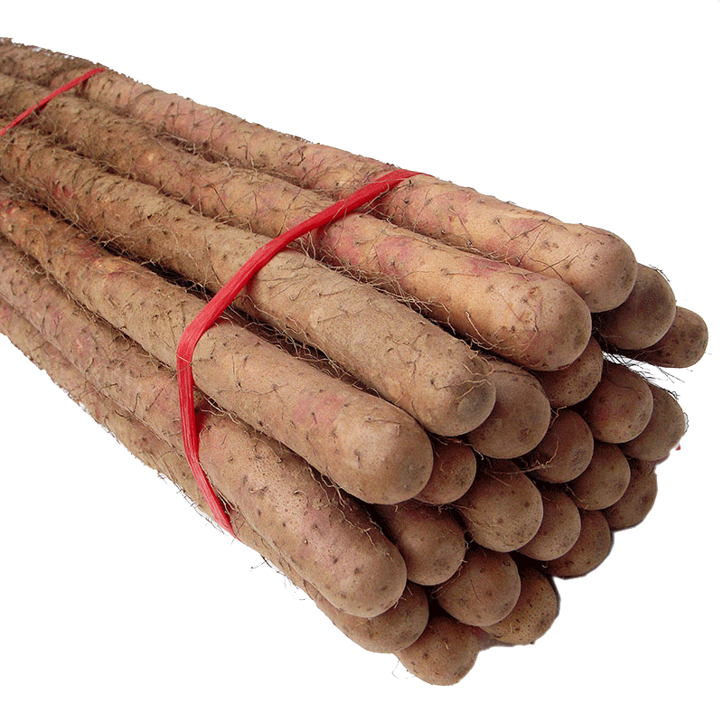 河南焦作铁棍山药