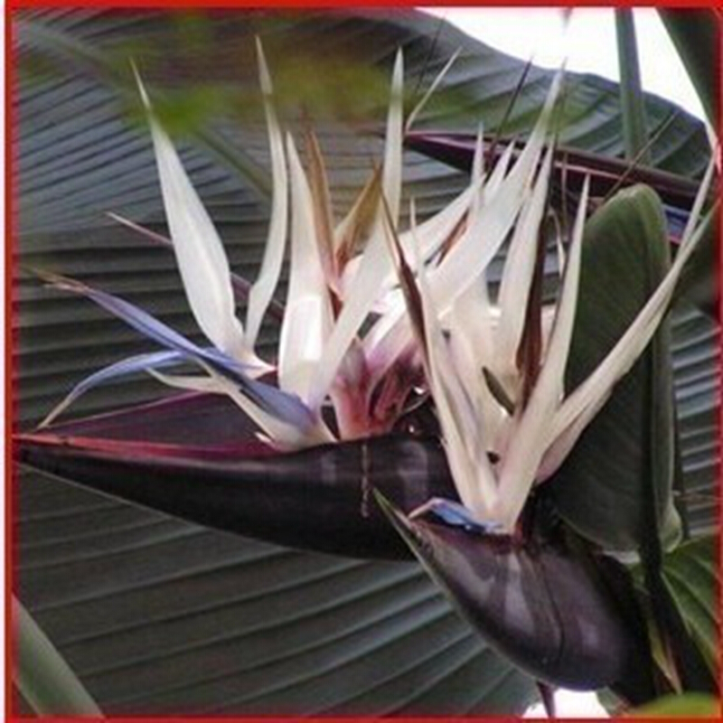 雅卉 鹤望兰苗 盆栽大花鹤望兰花苗 天堂鸟苗 极乐鸟 盆栽花卉绿植 单