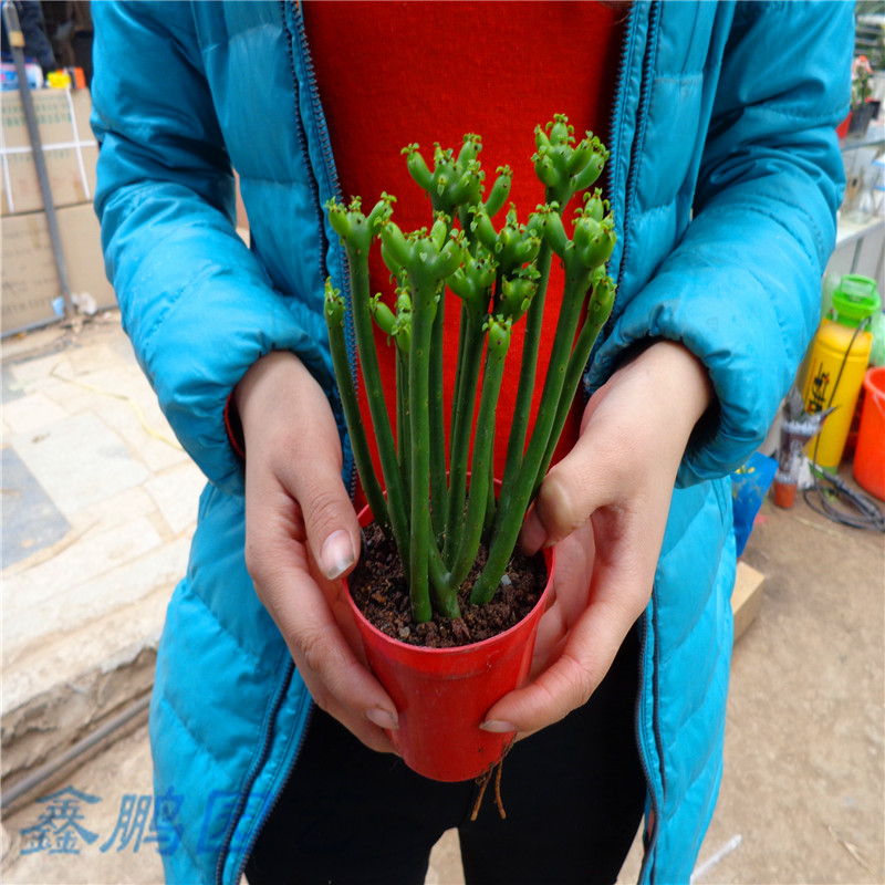 素蜜珊瑚树 光棍树 将军柱盆栽 桌面迷你小盆栽 趣味桌面小绿植 桌面