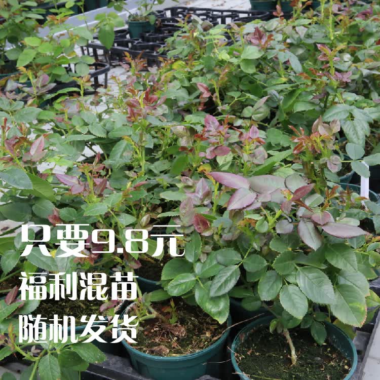 灌木月季花苗切花庭院多季开花盆栽花卉月季花苗小中多品种 混苗不分