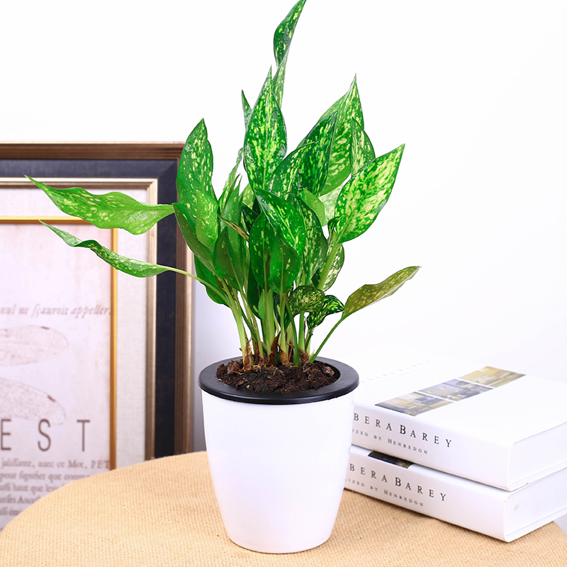 花卉室内客厅水养猫眼竹芋孔雀竹办公室四季水培植物 如意竹芋 不含盆