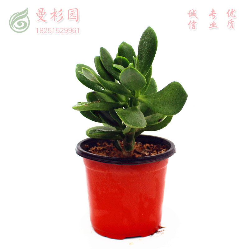 曼杉园(manshanyuan)多肉植物玉树燕子掌盆栽芦荟植物三色花月老桩