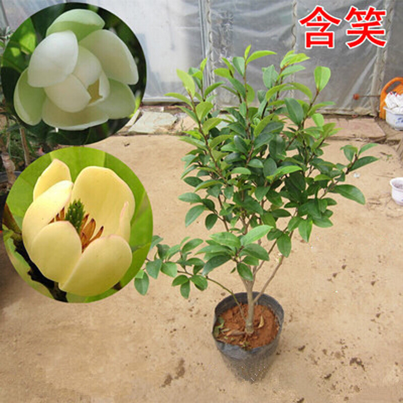 含笑树苗红花含笑苗 含笑花树苗 含笑花盆栽紫花含笑盆栽花苗 2年苗