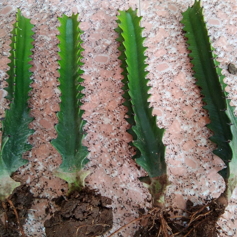 如何查看京东多肉植物历史价格|多肉植物价格比较