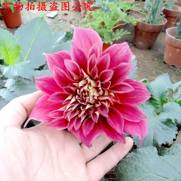 球根花卉重瓣大丽花大丽菊地瓜花种球种根室内盆栽大丽花种球一个其他 虎窝购