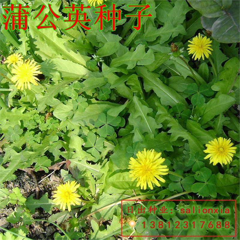花中酷 蒲公英种子 食用婆婆丁中药材阳台大叶特菜  蒲公英种子婆婆丁