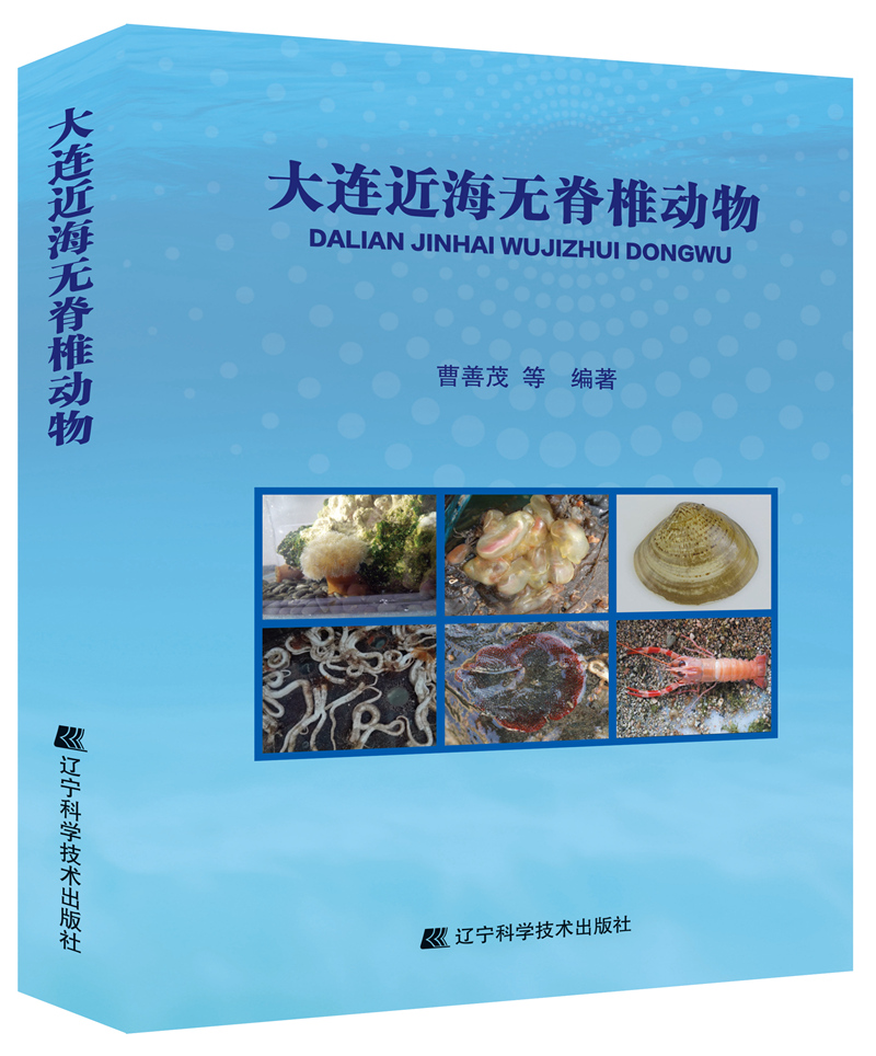 大连近海无脊椎动物
